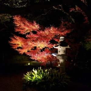 【ちなつ紅葉ライトアップ編】😄🍁✨