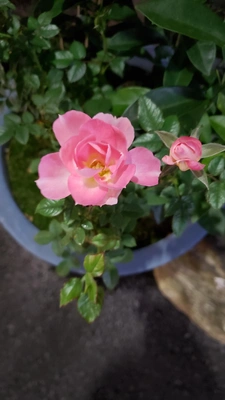 【ちなつ冬薔薇編】😄🌹✨