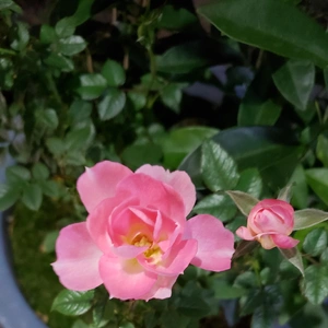 【ちなつ冬薔薇編】😄🌹✨