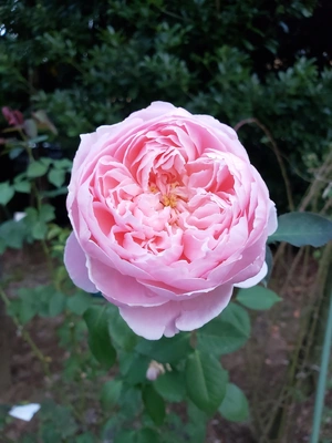 【ちなつ冬薔薇編】😄🌹✨