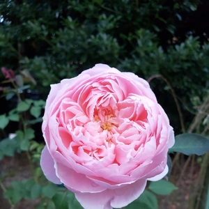 【ちなつ冬薔薇編】😄🌹✨