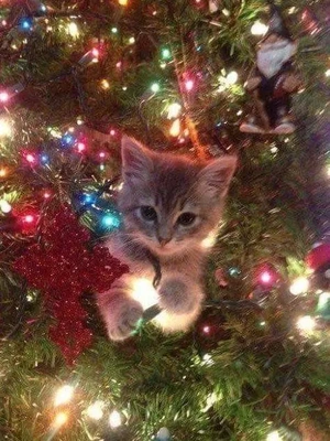 おっはニャンฅ•ﻌ•ฅ☀️✨