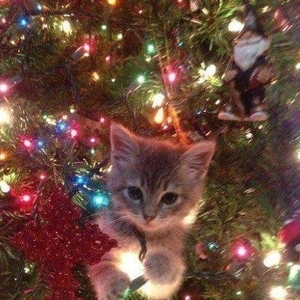 おっはニャンฅ•ﻌ•ฅ☀️✨