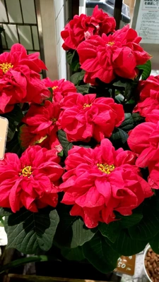 【ちなつポインセチア編】😄🌼✨