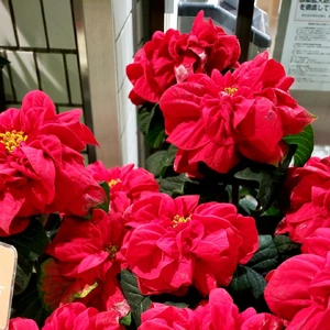 【ちなつポインセチア編】😄🌼✨