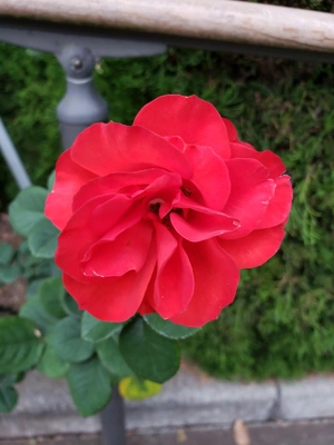 【ちなつ冬薔薇編】😄🌹✨