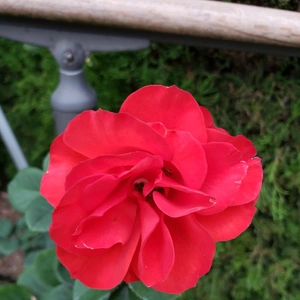 【ちなつ冬薔薇編】😄🌹✨