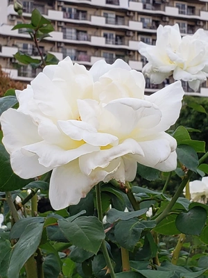 【ちなつ冬薔薇編】😄🌹✨