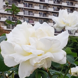 【ちなつ冬薔薇編】😄🌹✨
