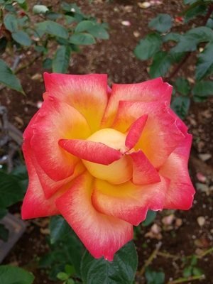 【ちなつ冬薔薇編】😄🌹✨