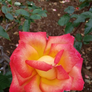 【ちなつ冬薔薇編】😄🌹✨