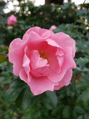 【ちなつ冬薔薇編】😄🌹✨