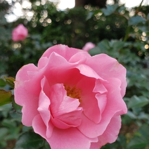 【ちなつ冬薔薇編】😄🌹✨