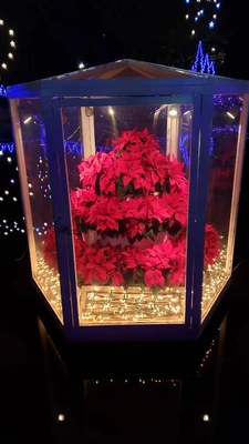 【ちなつポインセチア編】😄🌼✨