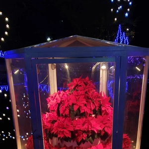 【ちなつポインセチア編】😄🌼✨