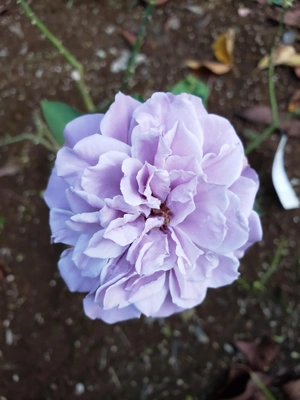 【ちなつ冬薔薇編】😄🌹✨