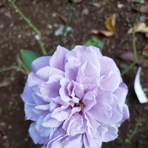 【ちなつ冬薔薇編】😄🌹✨