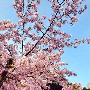 【ちなつ】携帯写真館