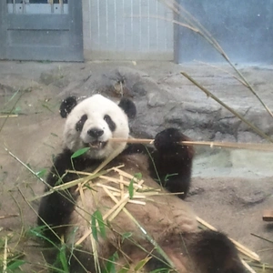 【ちなつ】です😊🐼✨