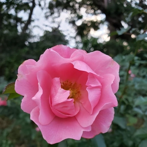 【ちなつ冬薔薇編】😄🌹✨