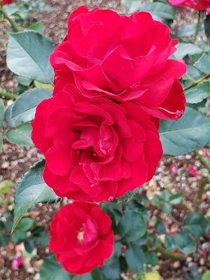 【ちなつ冬薔薇編】😄🌹✨