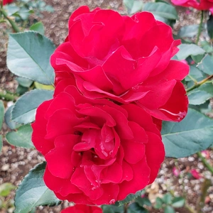 【ちなつ冬薔薇編】😄🌹✨