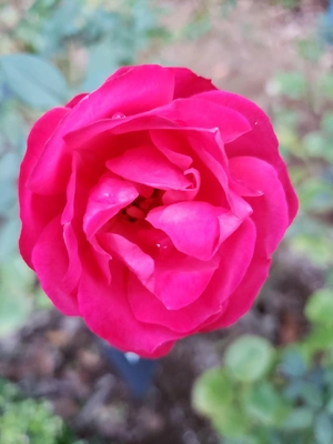 【ちなつ冬薔薇編】😄🌹✨