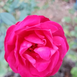 【ちなつ冬薔薇編】😄🌹✨