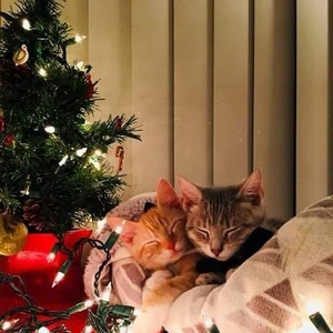 こにゃにゃちわ➰ฅ•ﻌ•ฅ☁️