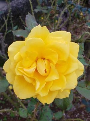 【ちなつ冬薔薇編】😄🌹✨