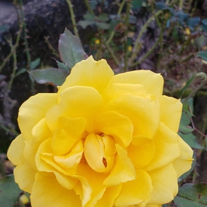 【ちなつ冬薔薇編】😄🌹✨