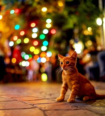 こにゃにゃちわ➰ฅ•ﻌ•ฅ☁️