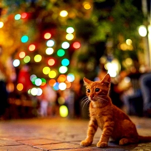 こにゃにゃちわ➰ฅ•ﻌ•ฅ☁️