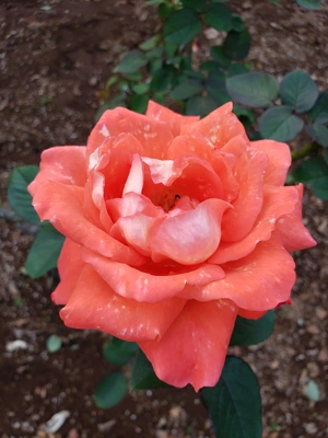 【ちなつ冬薔薇編】😄🌹✨