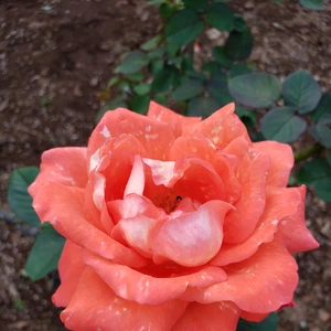 【ちなつ冬薔薇編】😄🌹✨