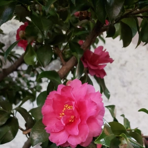 【ちなつサザンカ編】😄🌼✨