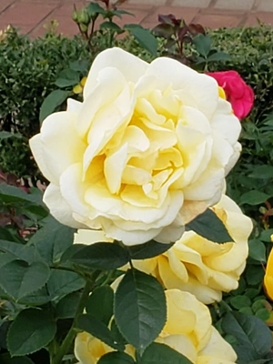 【ちなつ冬薔薇編】😄🌹✨