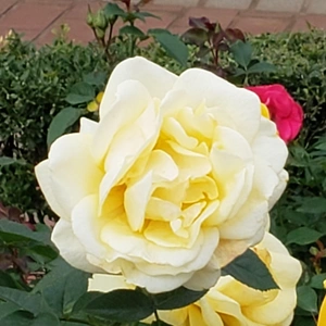 【ちなつ冬薔薇編】😄🌹✨