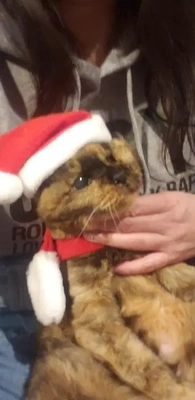 ✨🎄Merry X'mas🎄✨