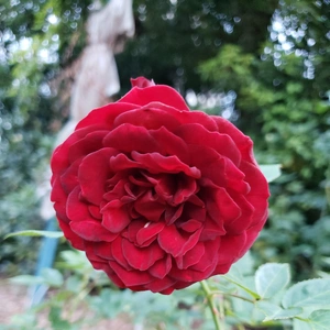 【ちなつ冬薔薇編】😄🌹✨