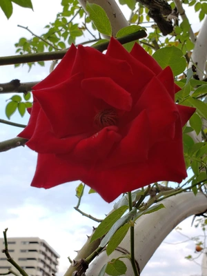 【ちなつ冬薔薇編】😄🌹✨