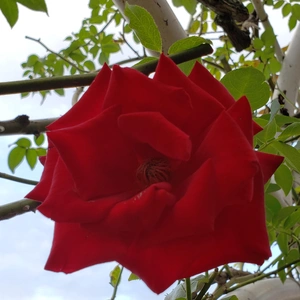 【ちなつ冬薔薇編】😄🌹✨