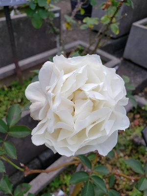 【ちなつ冬薔薇編】😄🌹✨