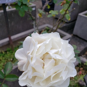 【ちなつ冬薔薇編】😄🌹✨