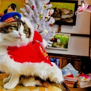 こにゃにゃちわ➰ฅ•ﻌ•ฅ☁️