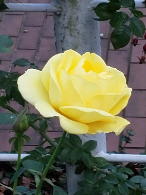 【ちなつ冬薔薇編】😄🌹✨