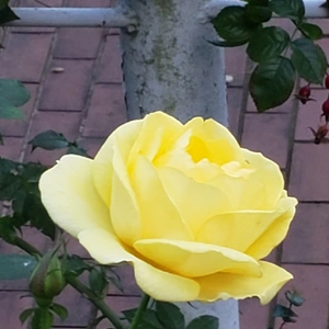 【ちなつ冬薔薇編】😄🌹✨