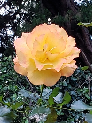 【ちなつ冬薔薇編】😄🌹✨