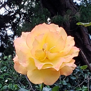 【ちなつ冬薔薇編】😄🌹✨