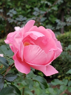 【ちなつ冬薔薇編】😄🌹✨